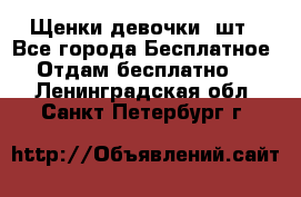 Щенки девочки 4шт - Все города Бесплатное » Отдам бесплатно   . Ленинградская обл.,Санкт-Петербург г.